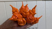 Trinidad Scorpion Orange Long Tail - Pepper Seeds - White Hot Peppers